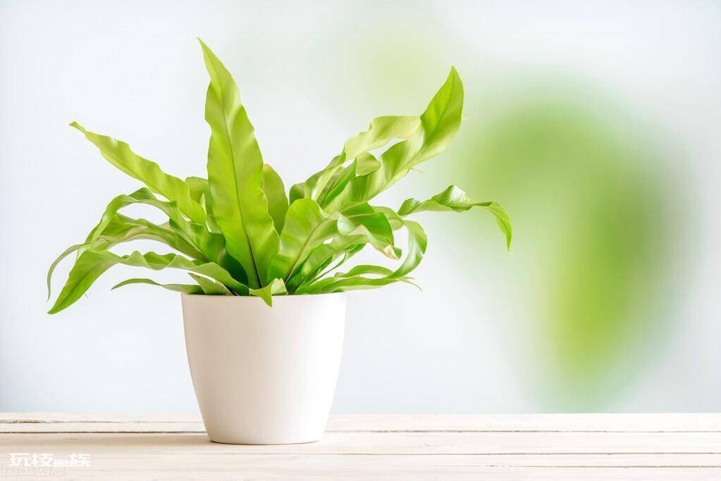 哪些绿植适合在室内养(净化空气还好看的10大室内植物)-图片2
